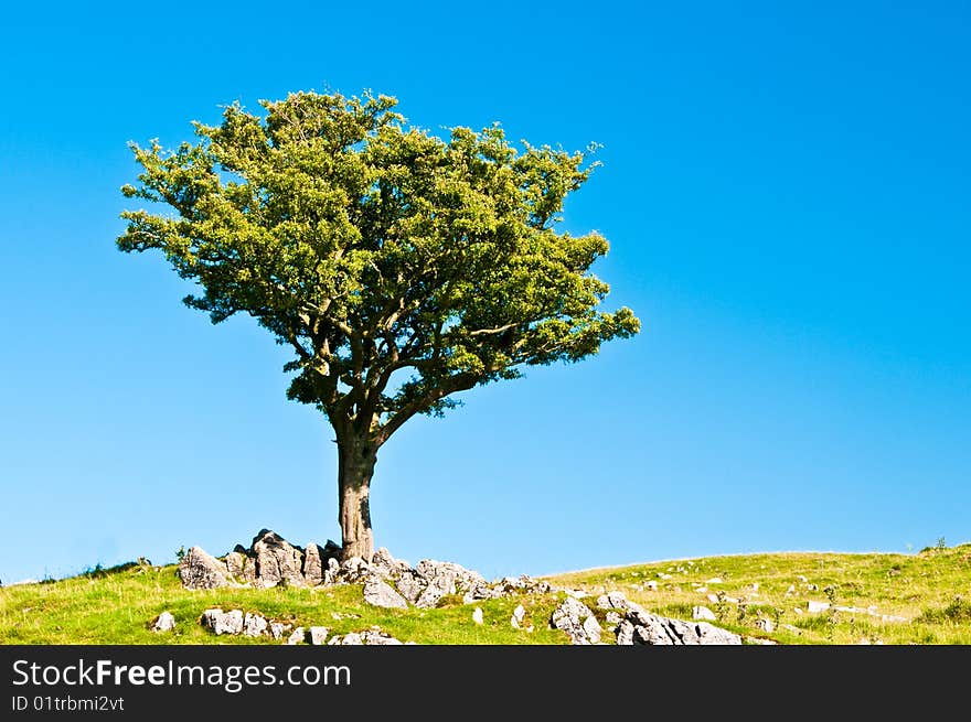 Tree on Hill