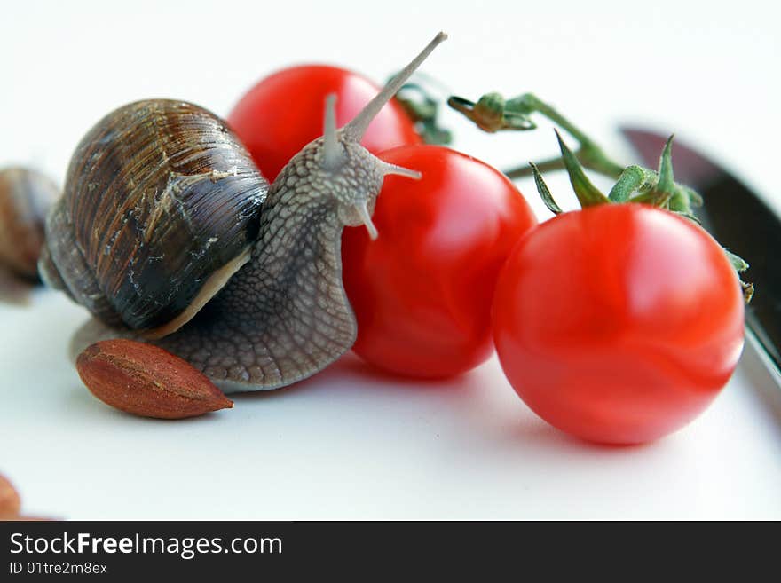 Snail and tomato