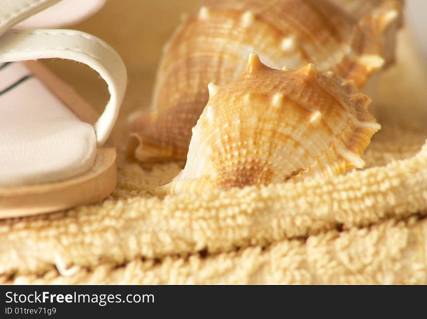 Shell on towel