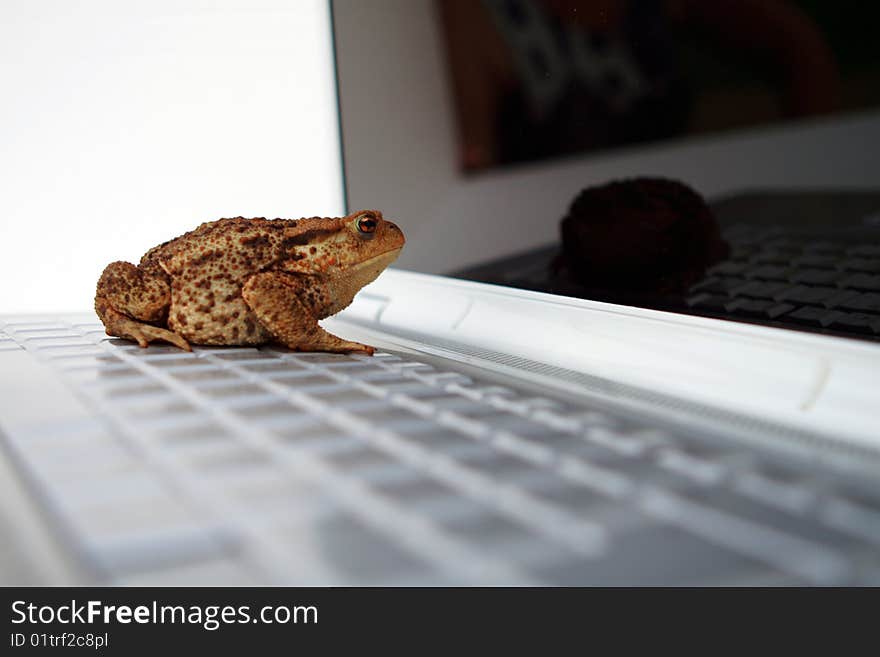 A toad looks in a screen. A toad looks in a screen