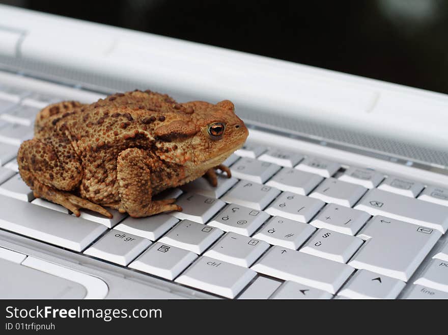 A toad sits on the keyboard. A toad sits on the keyboard