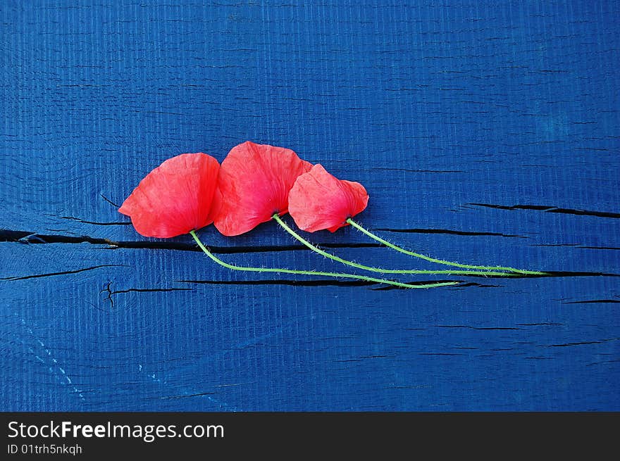 Three wild red poppies on a cracked, deep blue painted wooden board. Three wild red poppies on a cracked, deep blue painted wooden board