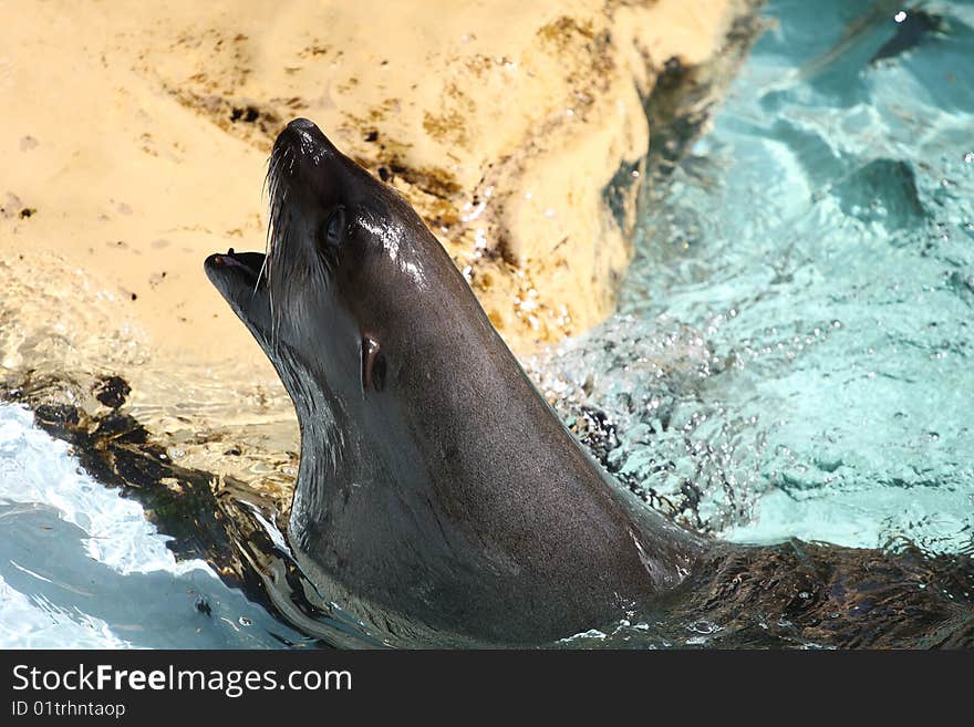 Aggressive seal