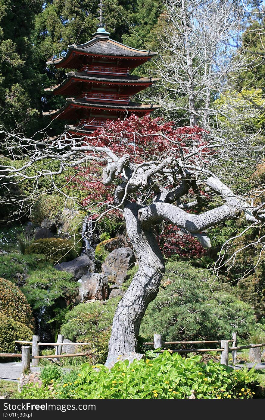 Japanese Tea Garden