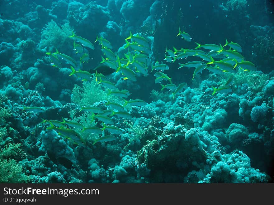 Yellowfin goatfish