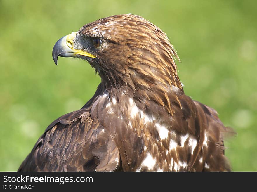 Buzzard