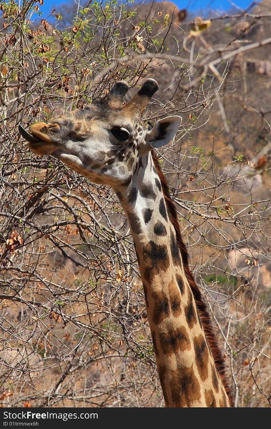 Young giraffe eating bush. Ruaha National Park, Tanzania, Central Africa.