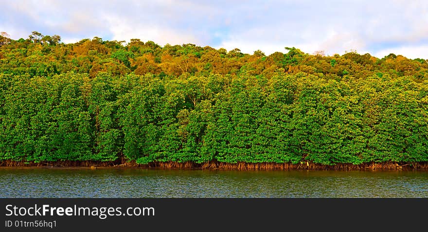 Green forest near the tropical lake