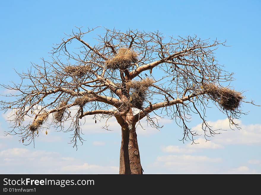 Baobab crown with big birds nests. Dry season. Ruaha National Park, Tanzania, Central Africa. Baobab crown with big birds nests. Dry season. Ruaha National Park, Tanzania, Central Africa.