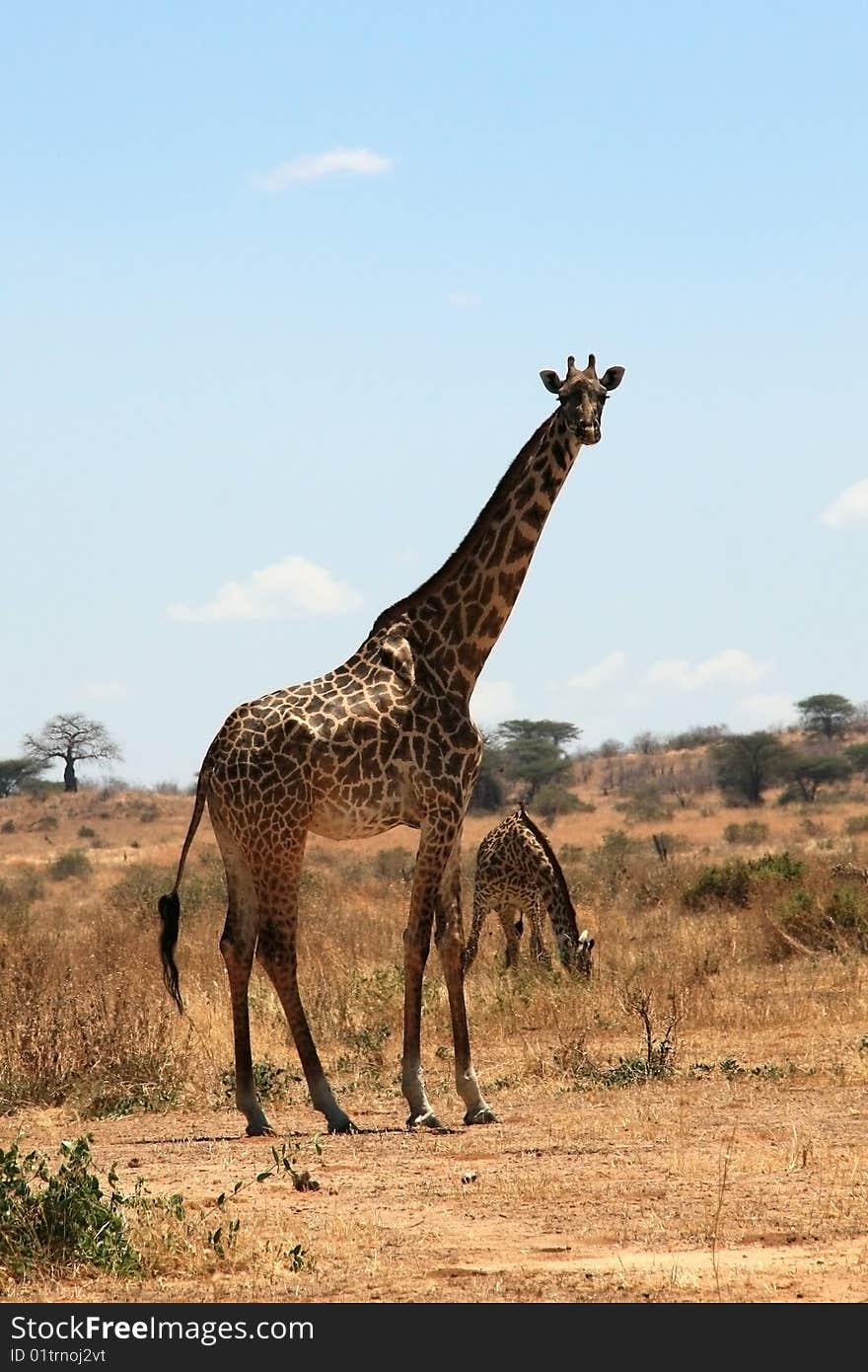 Giraffe in plain savanna. Dry seazon. Ruaha National Park, Tanzania, Central Africa.