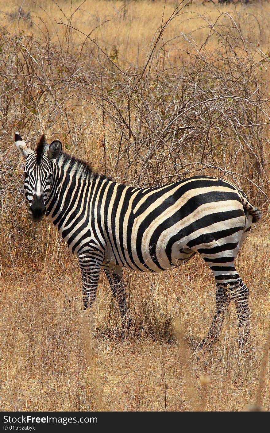 Zebra in bush. Dry seazon. Ruaha National Park, Tanzania, Central Africa.