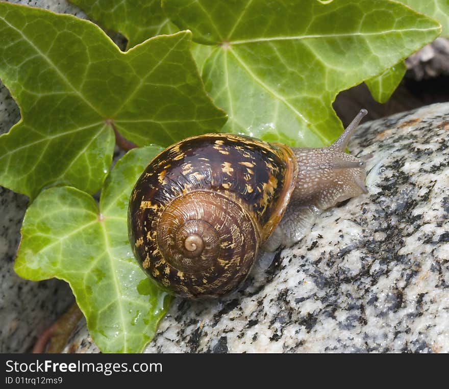 A pretty garden snail climbing upward on a granite stone with green ivy leaves in the background