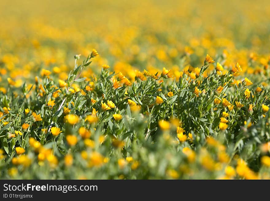 Field Of Yellow Flowers