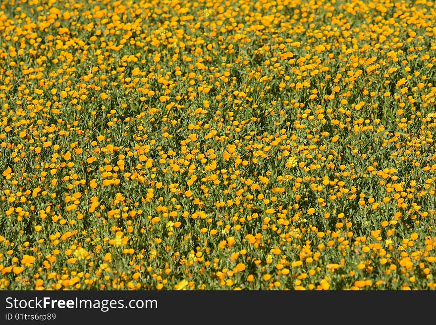 Field of yellow flowers