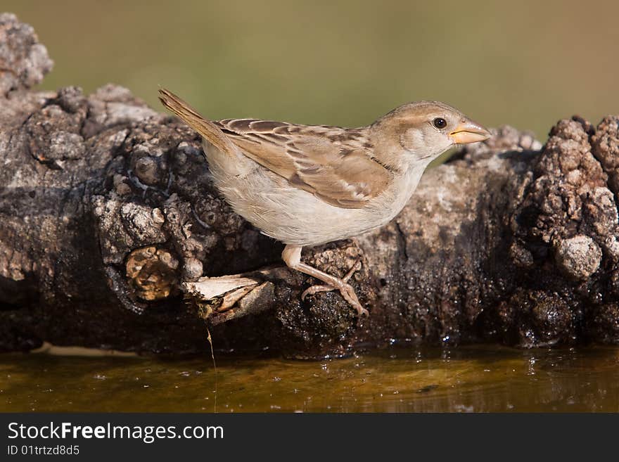 Sparrow drinking water to calm its thirst