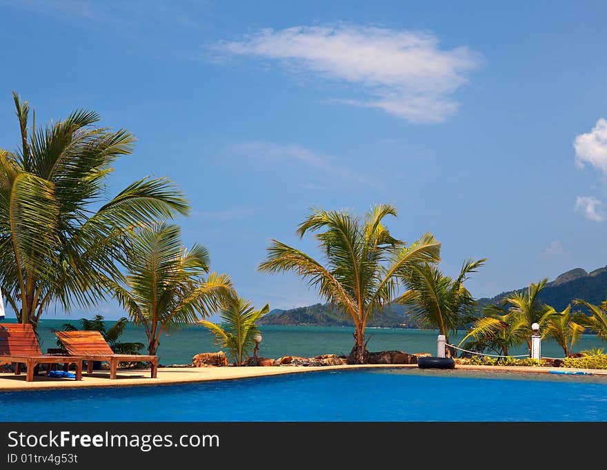 Coconut trees near swimming pool