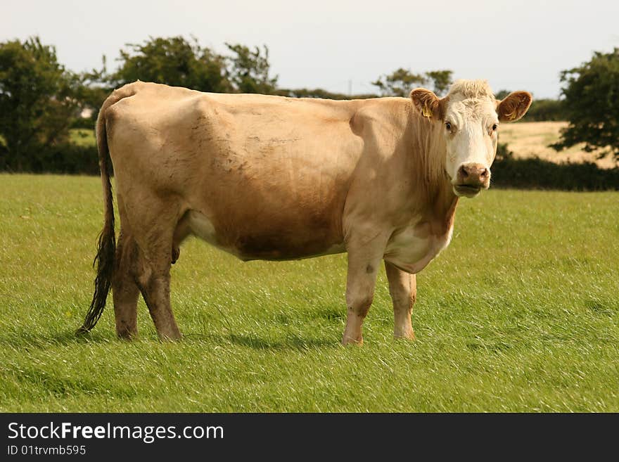 Beige cow on the field