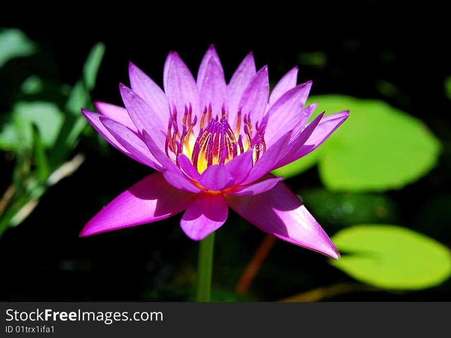 Waterlilly lights up the pond