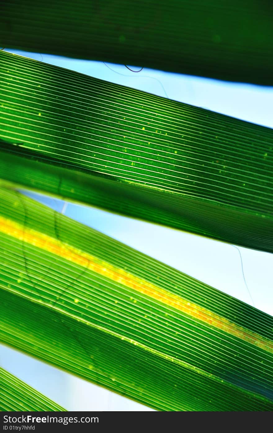 Beautiful palm leaf in the sunshine