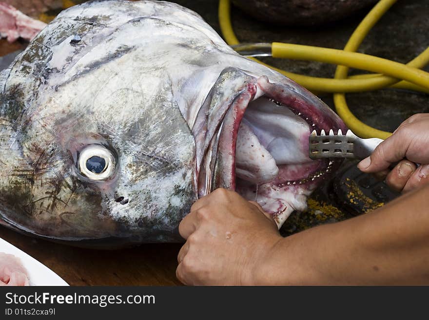 A big fish is being cleaned by a fisherman.  This is the catch of the day. A big fish is being cleaned by a fisherman.  This is the catch of the day.