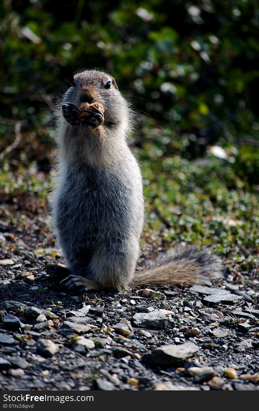 This is a view of a red ground squirrel in Denali National Park in Alaska.