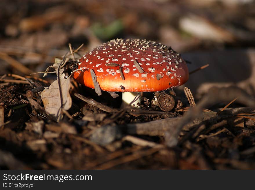 A photo of fly agaric. A photo of fly agaric.