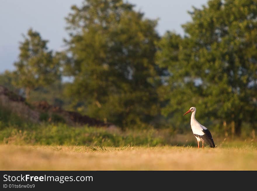 White Stork Standing In A Grassland