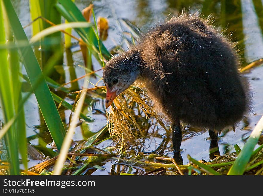 Juvenile Coot Bird In The Water