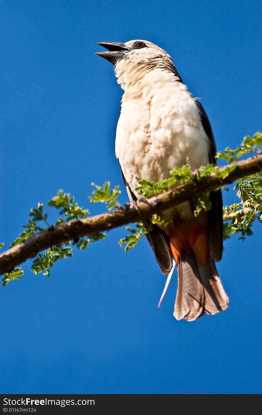 White chaffinch bird sitting in a tree on a branch