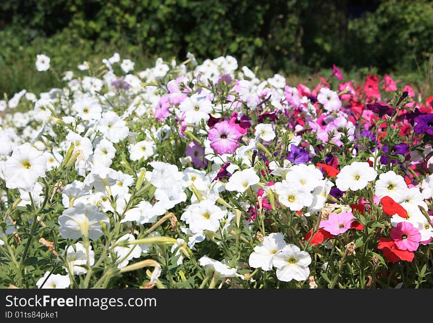 Field Of  Flowers