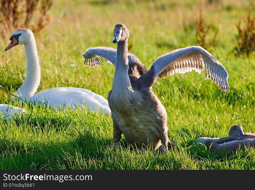 Juvenile swan bird in the grass