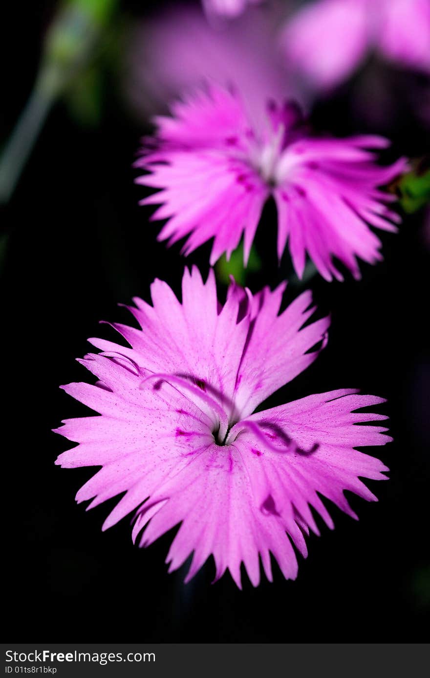 A street from the beautiful flowers. A street from the beautiful flowers