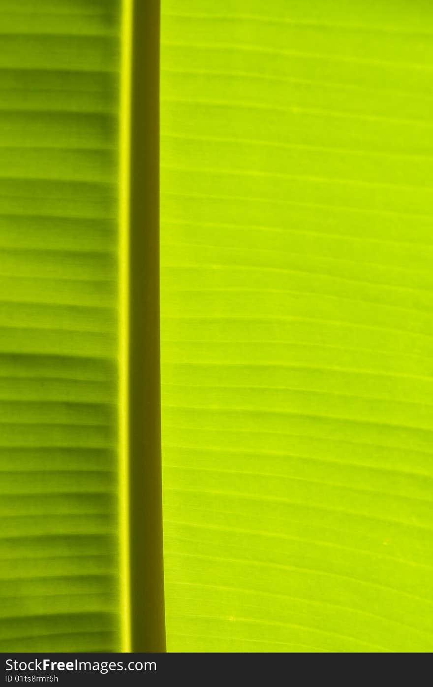 Banana palm tree green leaf close-up background