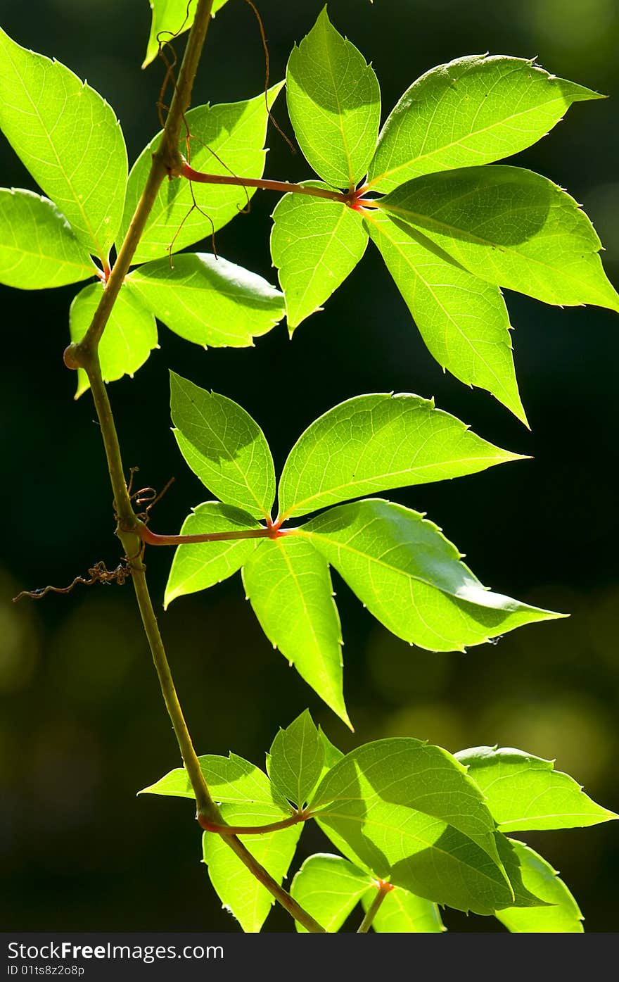 Wild grape ivy on a dark background