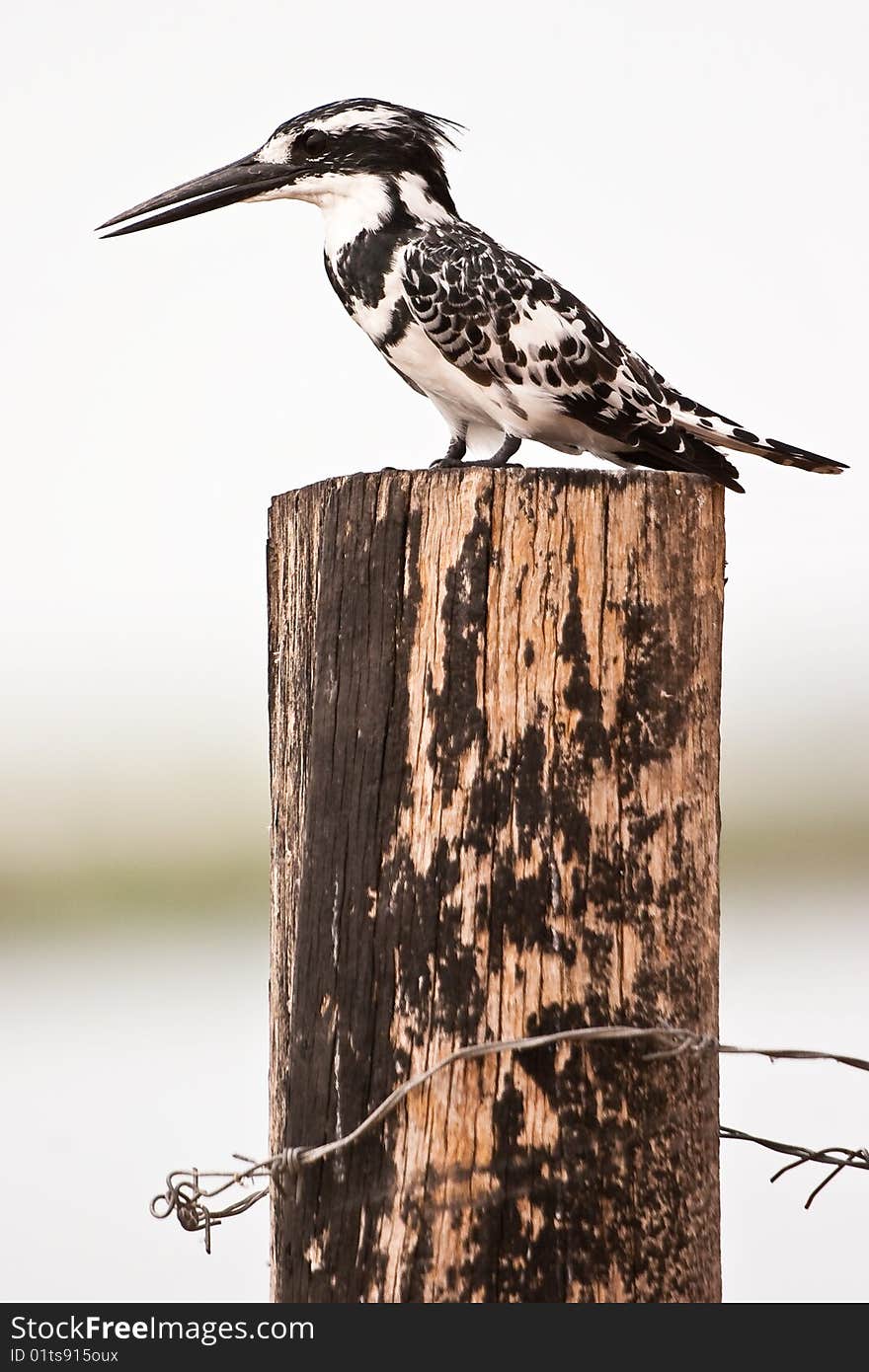 Black nd white kingfisher bird sitting on a pile