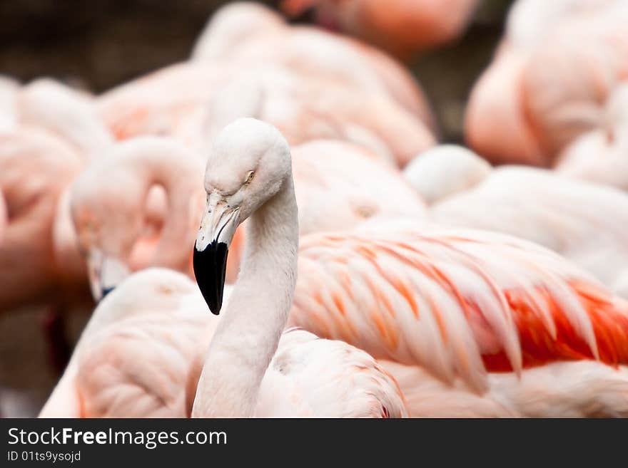 Flamingo bird closeup of the head