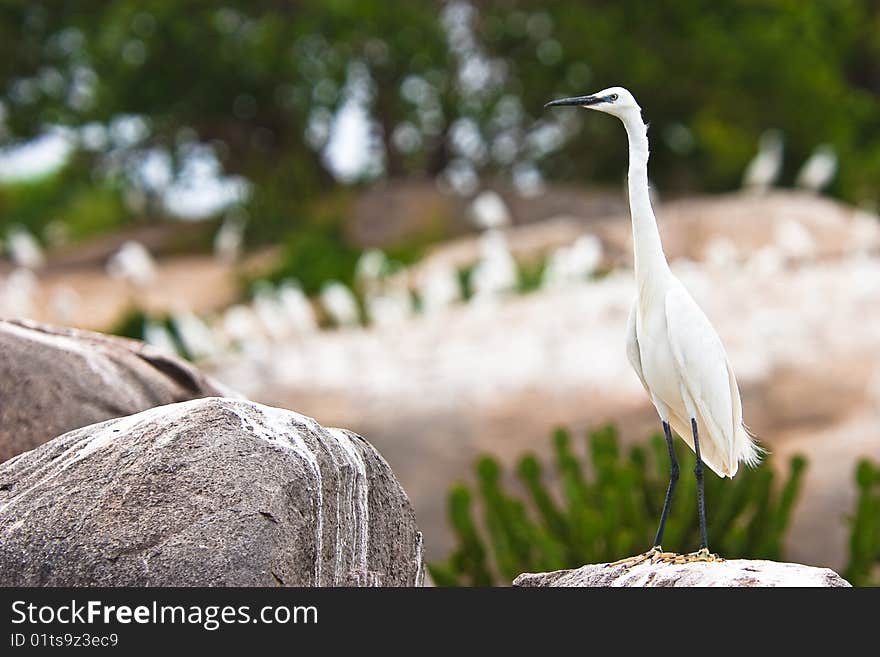 Little Egret Bird Sitting On A Rock