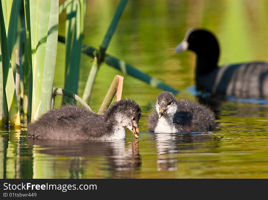 Juvenile coot birds swiming in the water