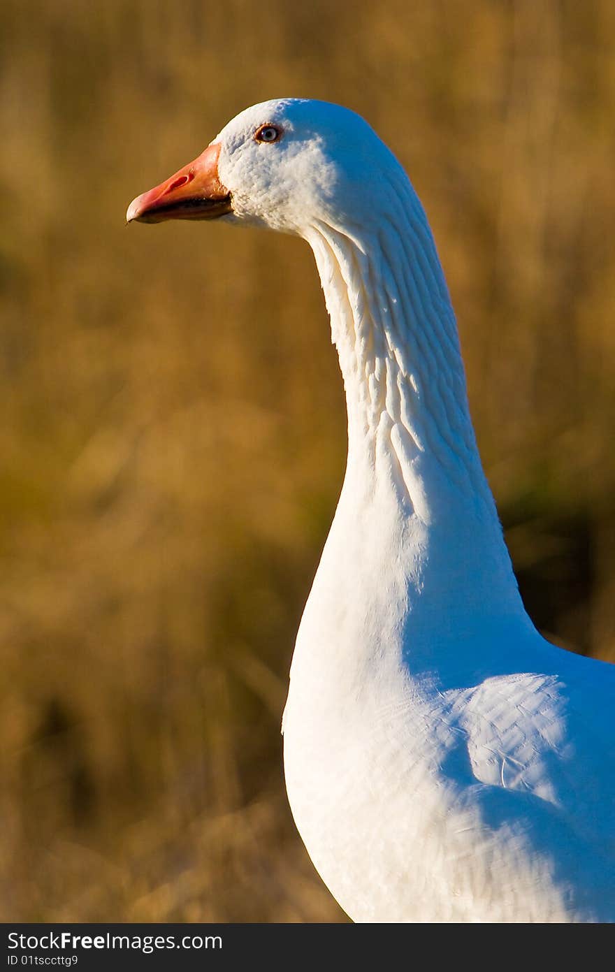 White goose walking in the grass