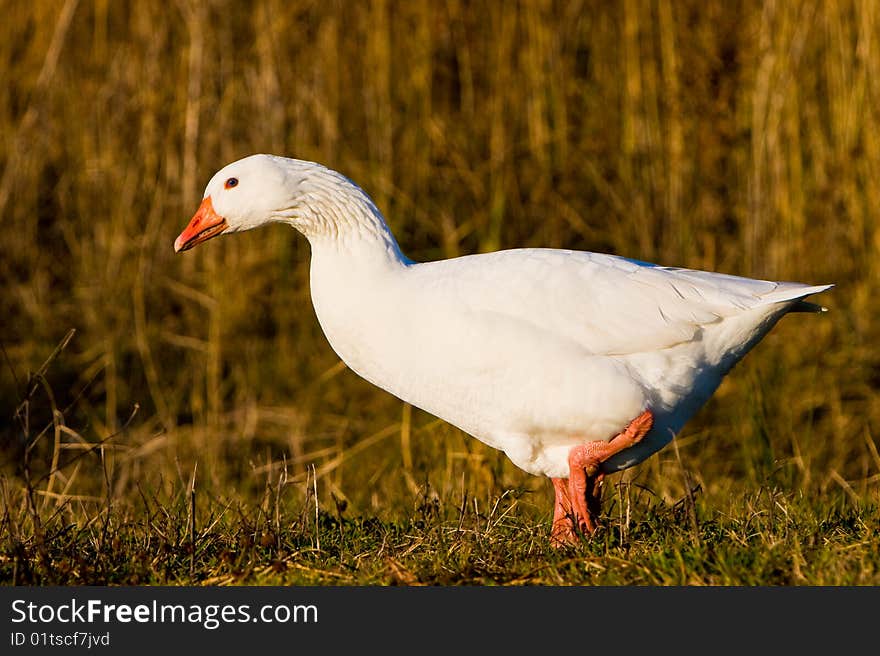 White goose walking in the grass