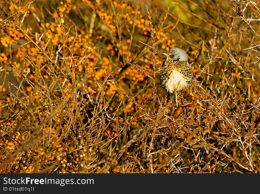 Fieldfare Bird Sitting In A Tree