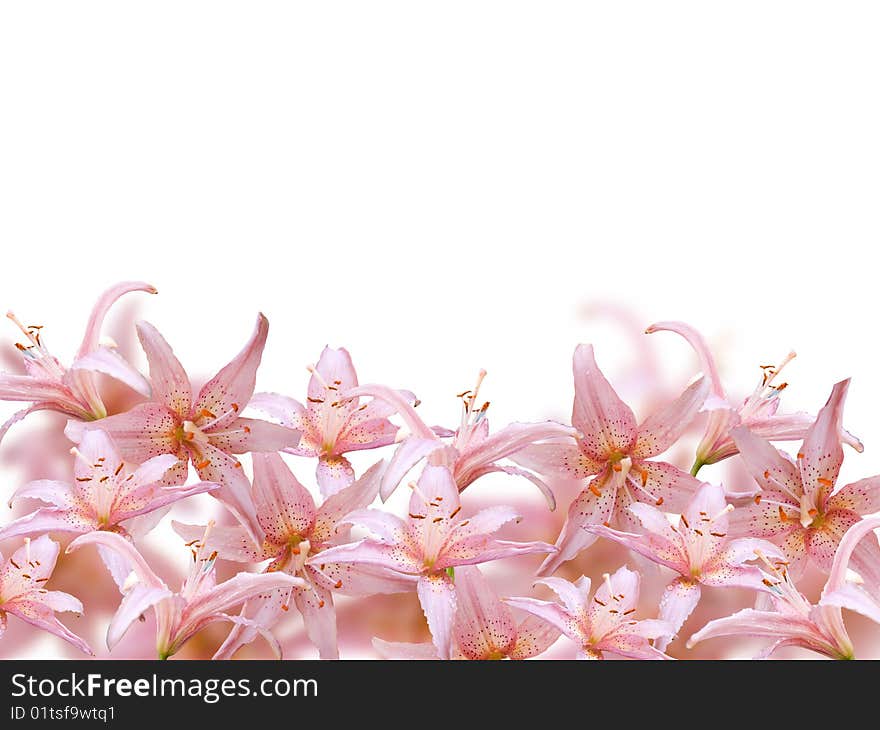 Pink flowers isolated over white