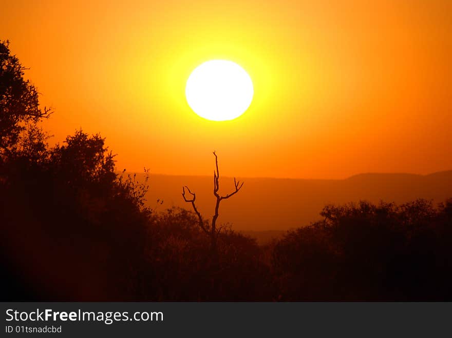 African Savannah Sunrise