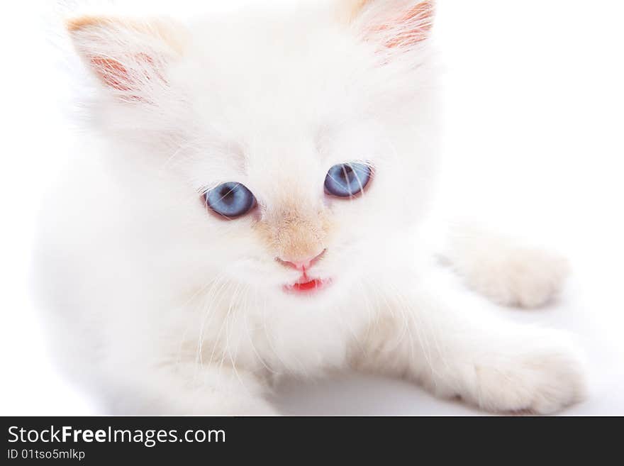 White kitten