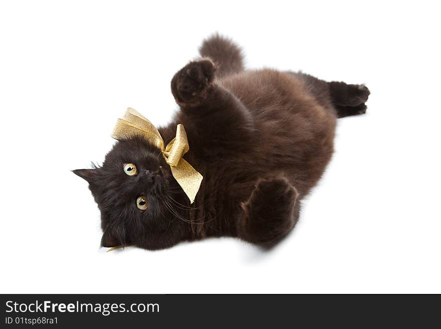 Black Cat Wearing Golden Bow Isolated