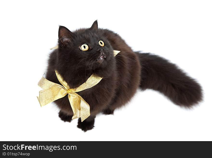 Black cat wearing golden bow isolated