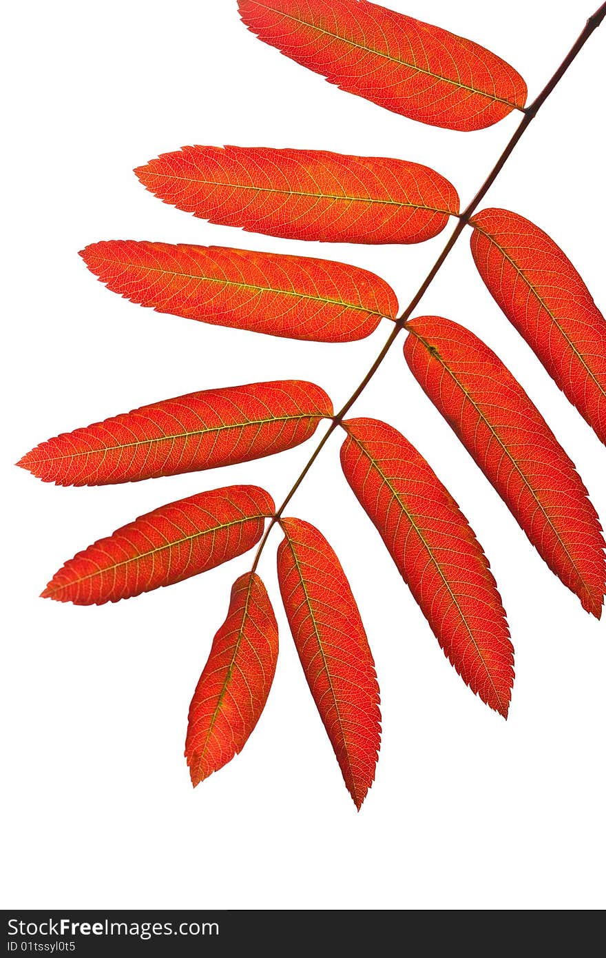 Autumn Red Rowan Leaves Isolated