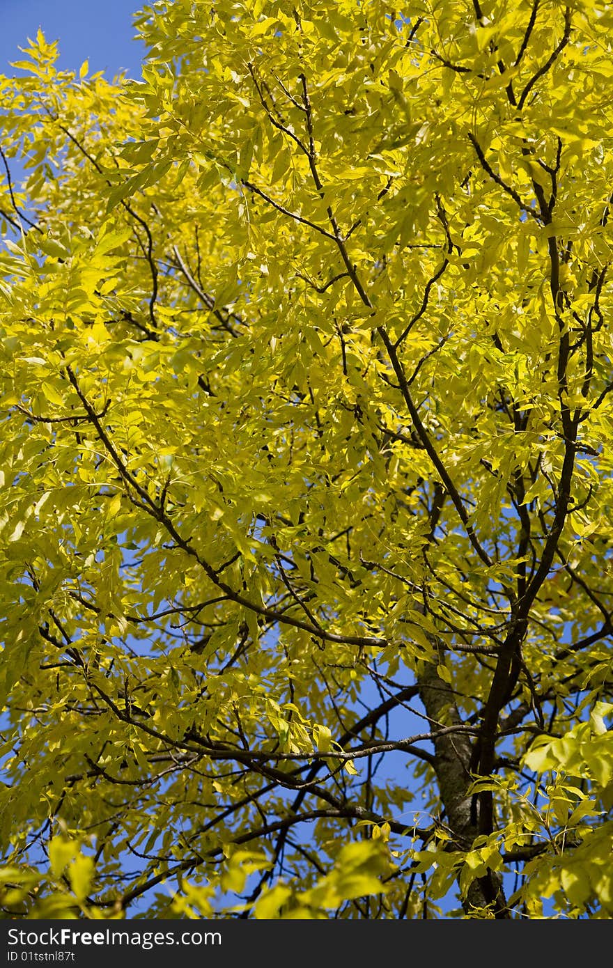 Yellow autumn tree against blue sky