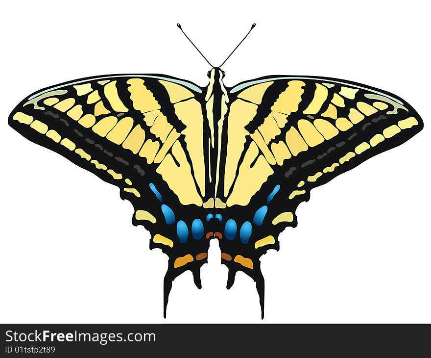 Vector illustration of butterfly