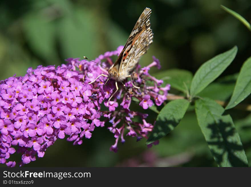 Vanessa cardui